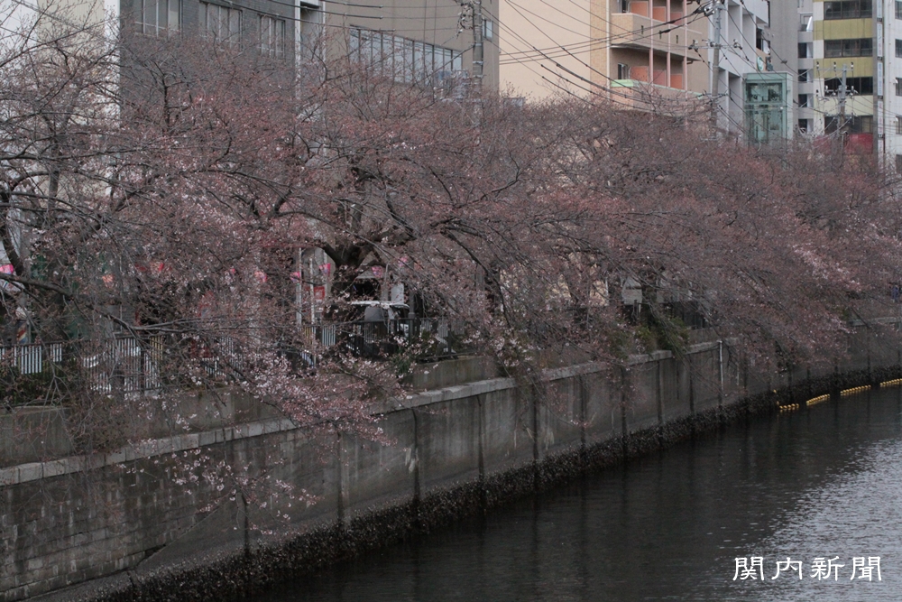 3月30日の桜⑨