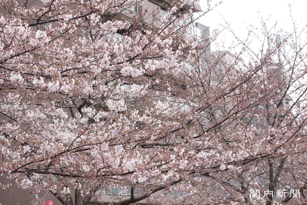 3月30日の桜①