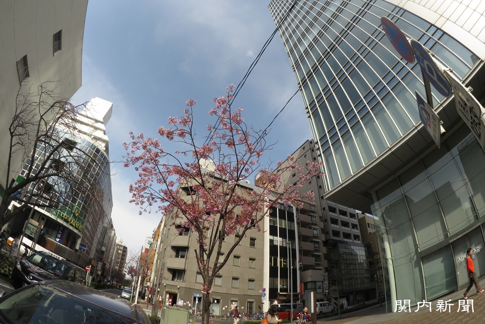 3月31日の桜④