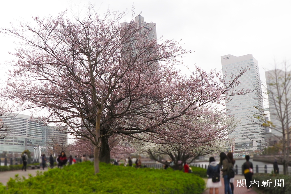 4月1日の桜⑦