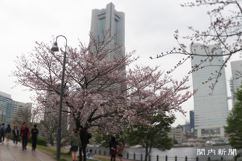 4月1日の桜⑧
