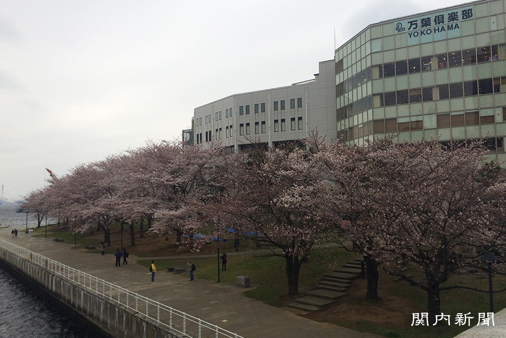 4月1日の桜②