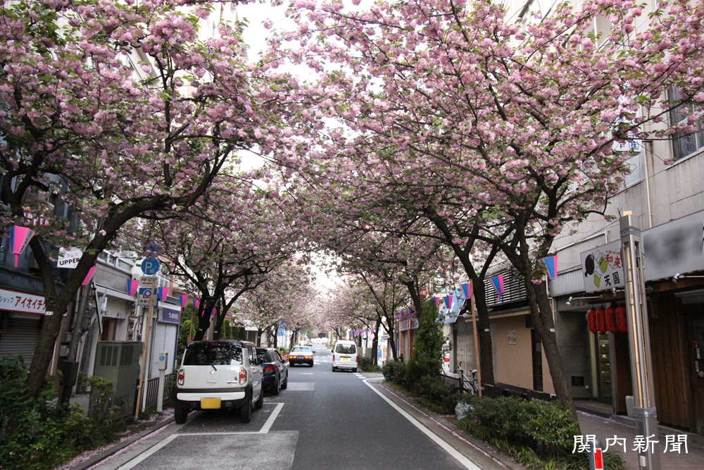 関内さくら通りの桜⑥