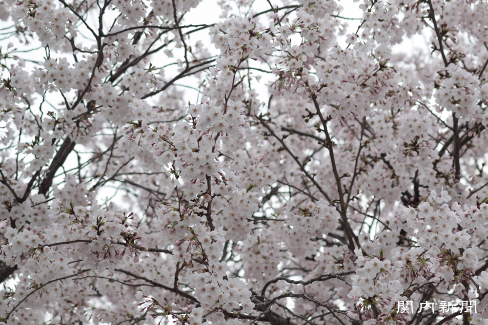 4月3日の桜②