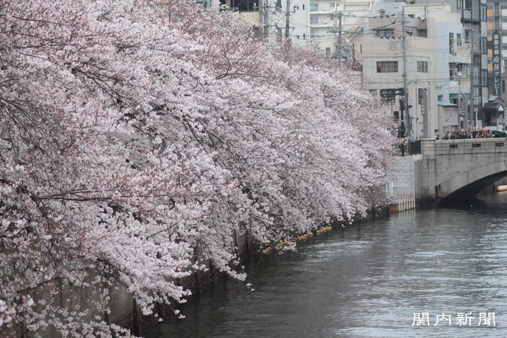 4月3日の桜⑤