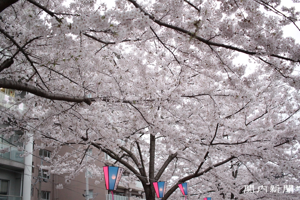 4月3日の桜⑦