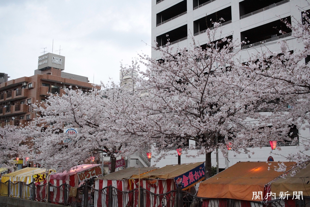 4月3日の桜⑧