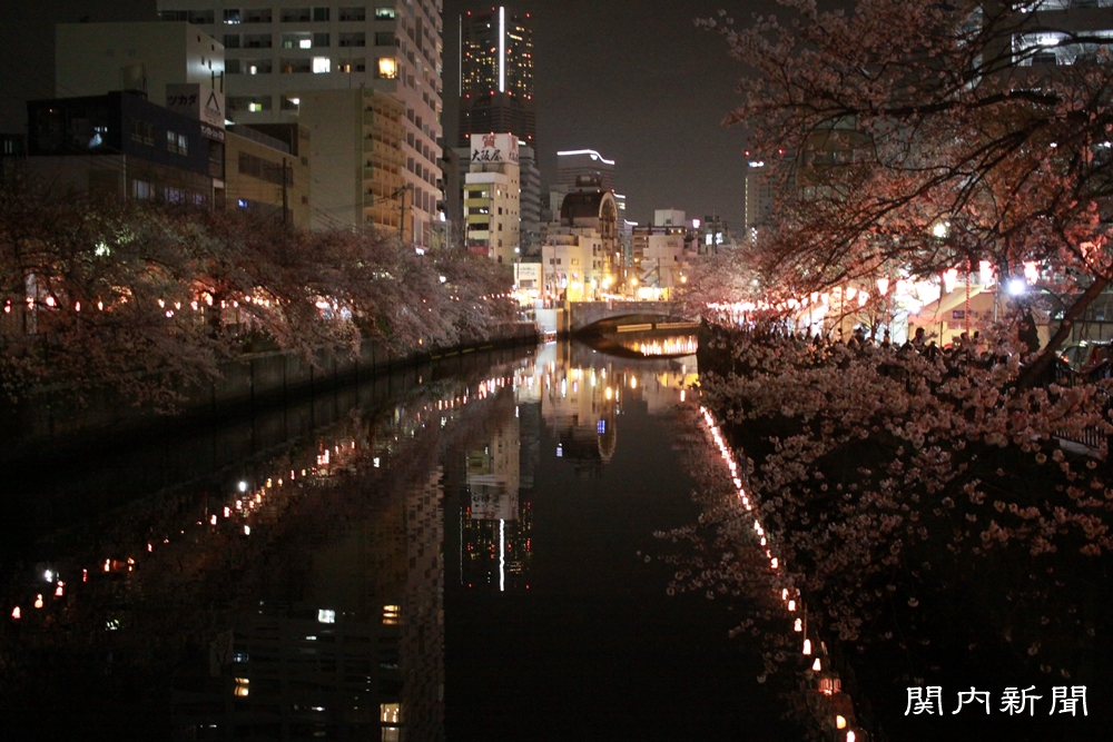 4月3日の夜桜①