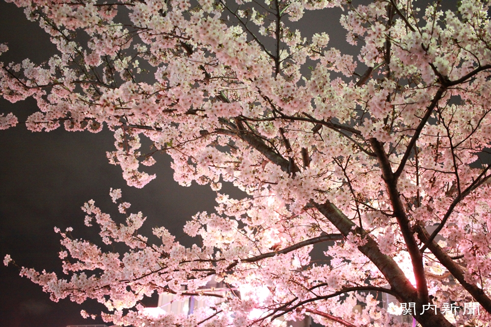 4月3日の夜桜⑤