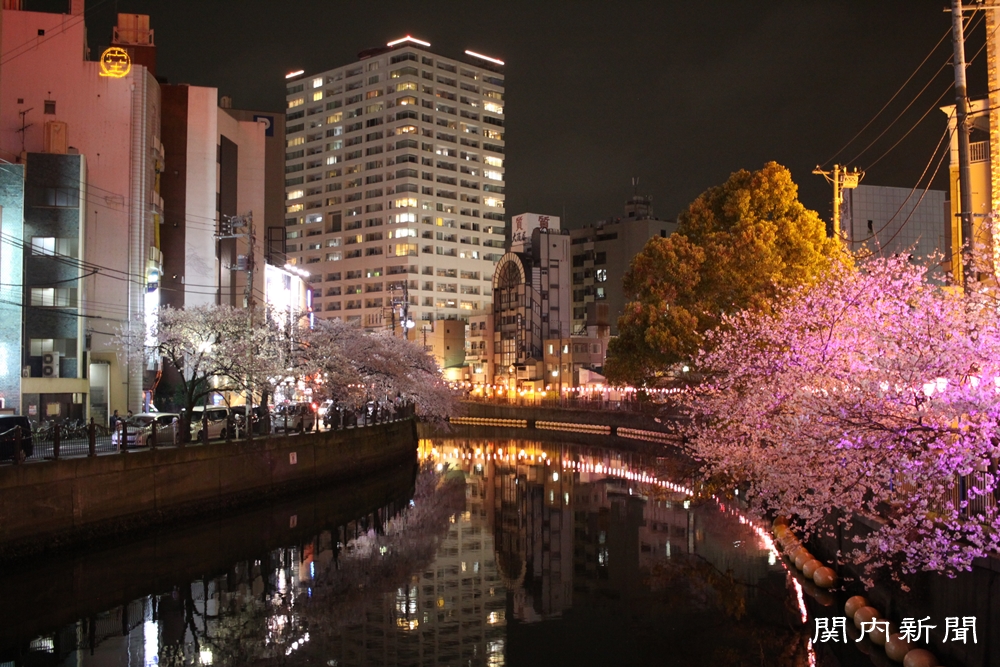 4月3日の夜桜⑦