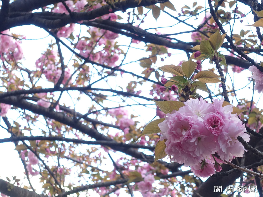 関内さくら通りの八重桜