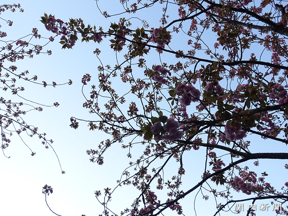 関内さくら通りの八重桜