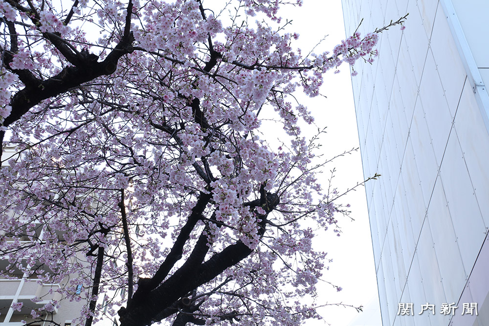 横浜郵船ビル前の大寒桜