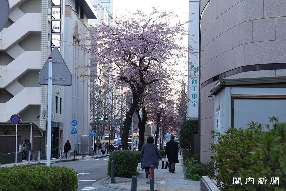 横浜郵船ビル前の大寒桜