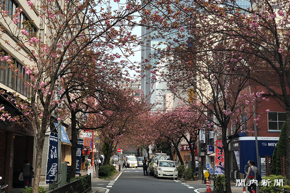 さくら通りの八重桜